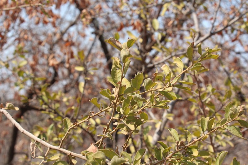 Ximenia afra photo 6