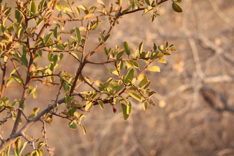 Ximenia afra photo 7