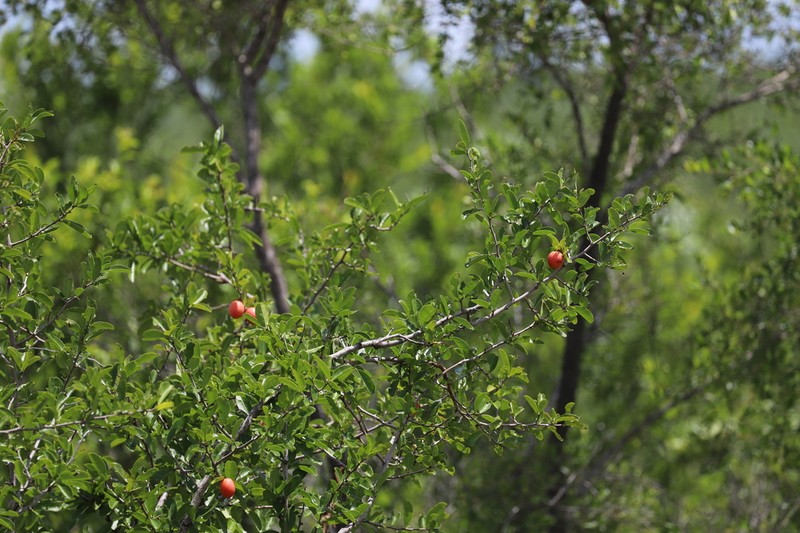 Ximenia afra photo 8