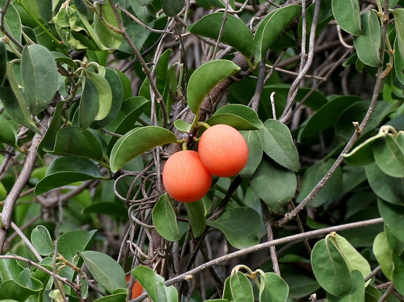 Tallow Wood