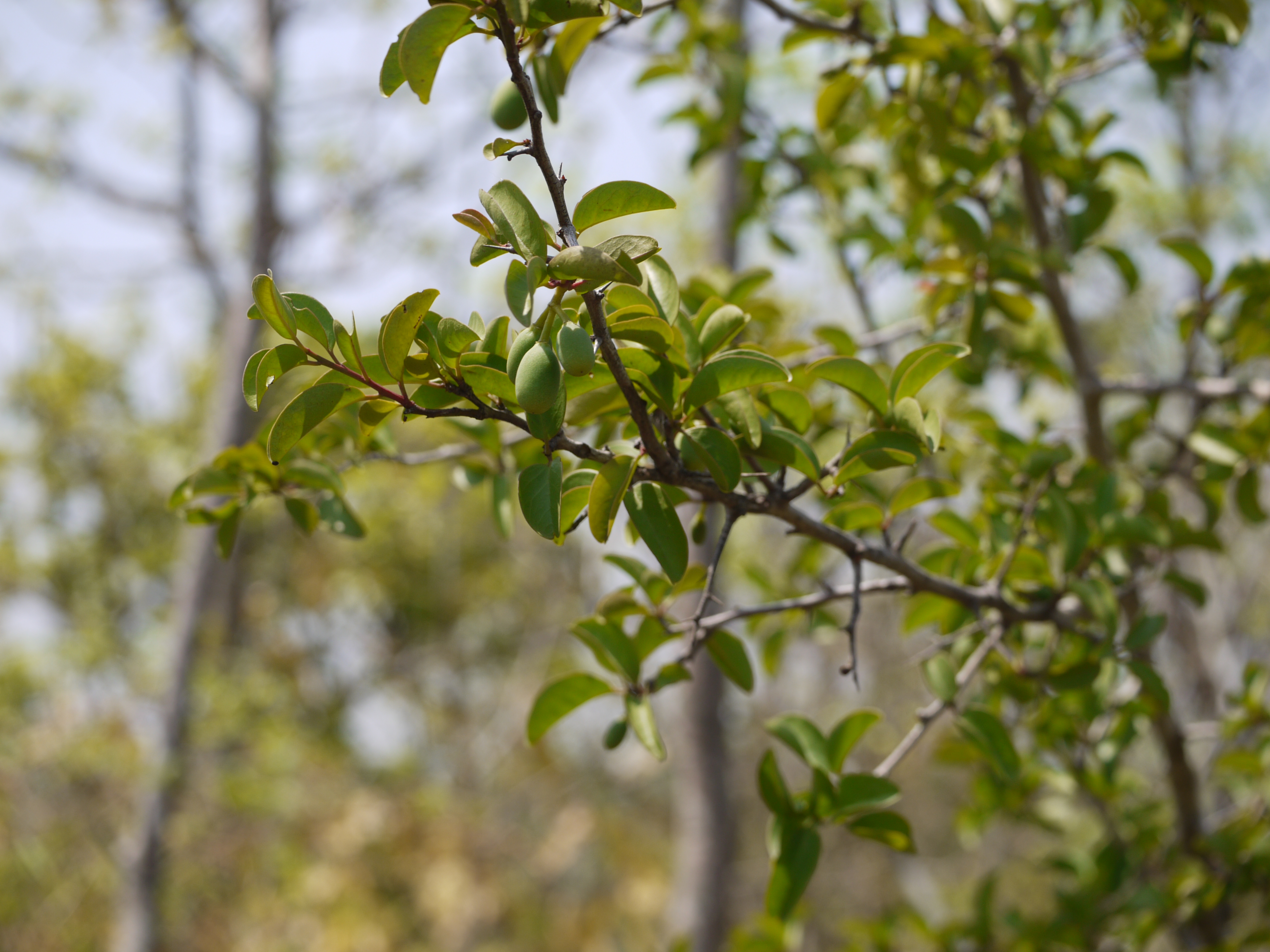 Tallow Wood photo 4