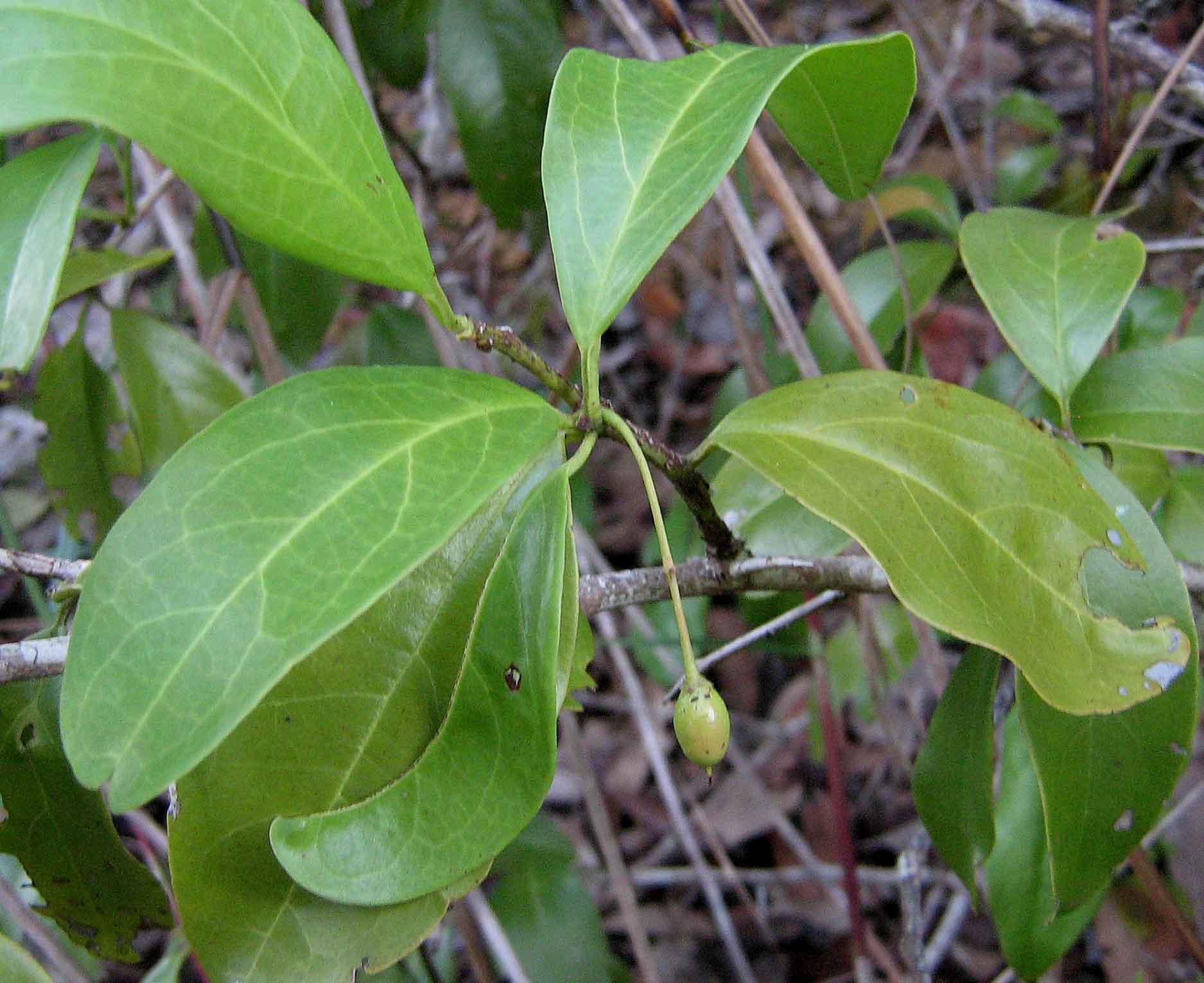 Tallow Wood photo 5