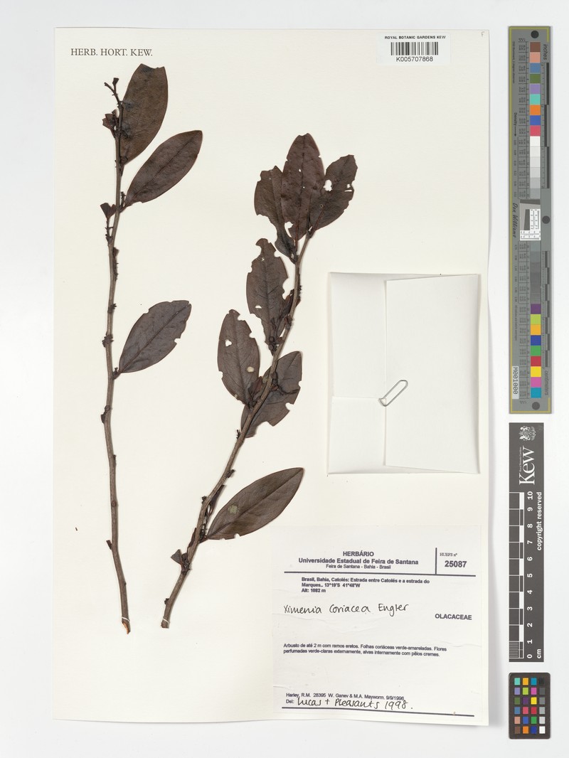 Ximenia coriacea