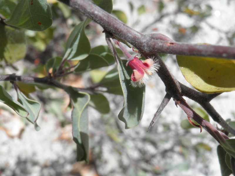 Ximenia glauca