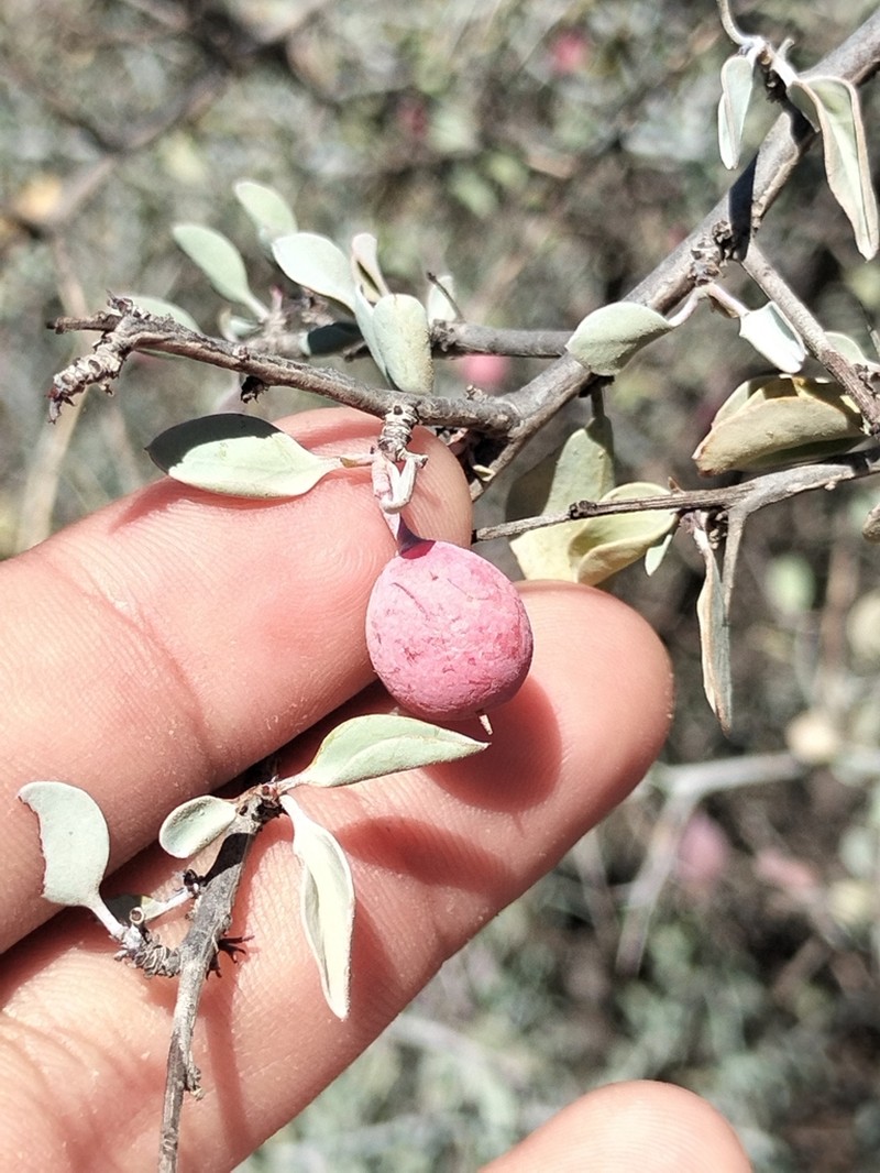 Ximenia glauca photo 2