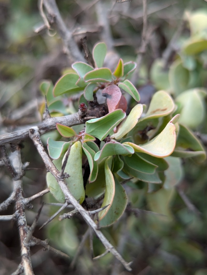 Ximenia glauca photo 4