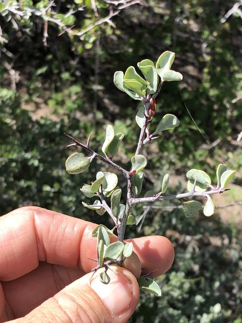 Ximenia glauca photo 5