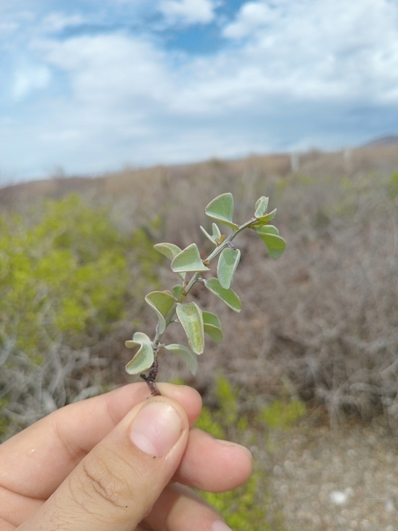 Ximenia glauca photo 6