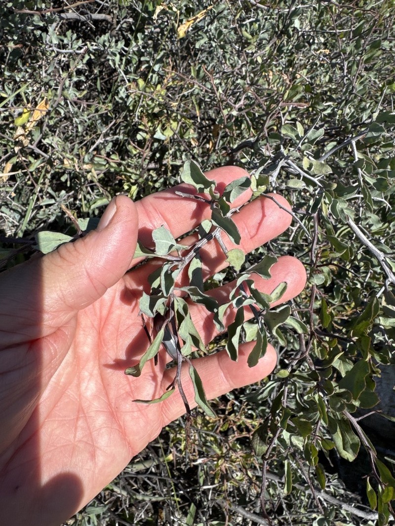 Ximenia glauca photo 7