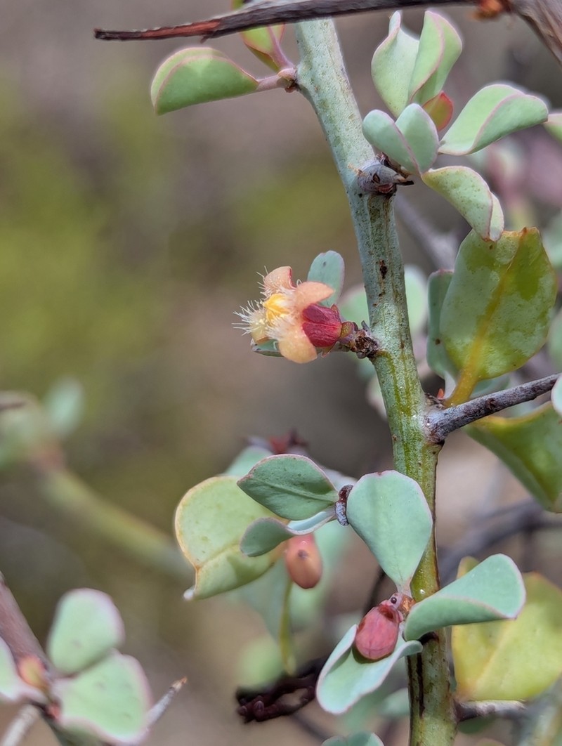 Ximenia glauca photo 8