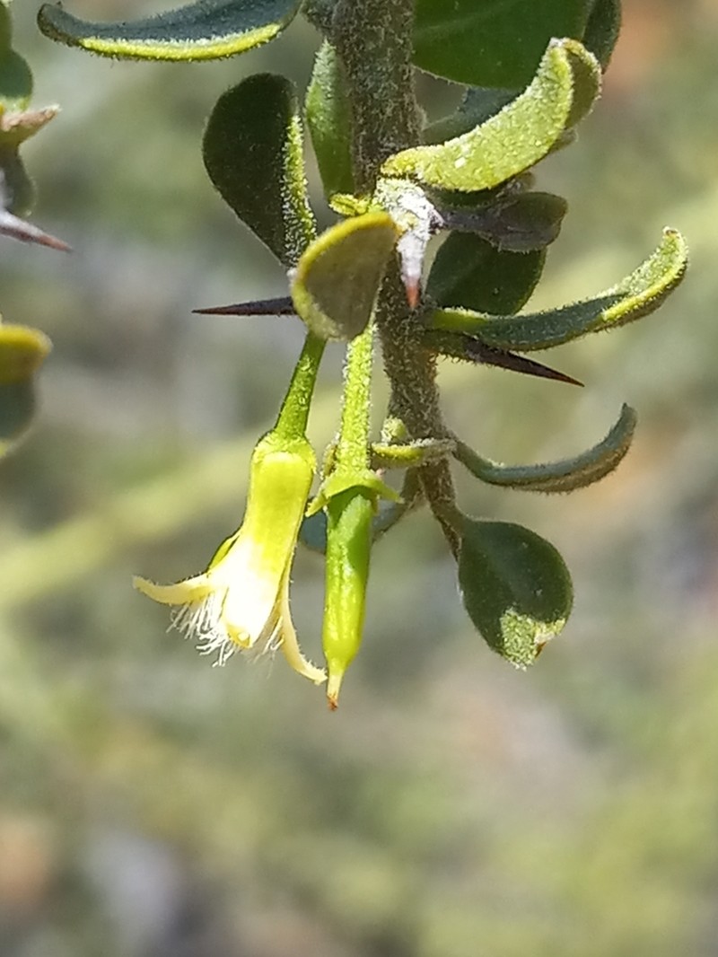Ximenia horrida