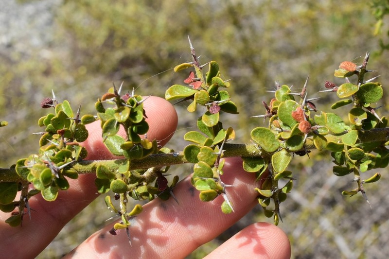 Ximenia horrida photo 2