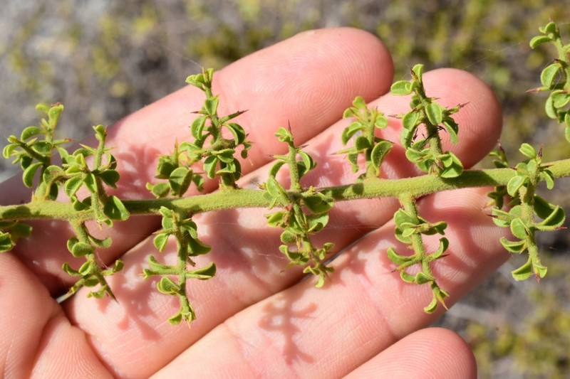 Ximenia horrida photo 3