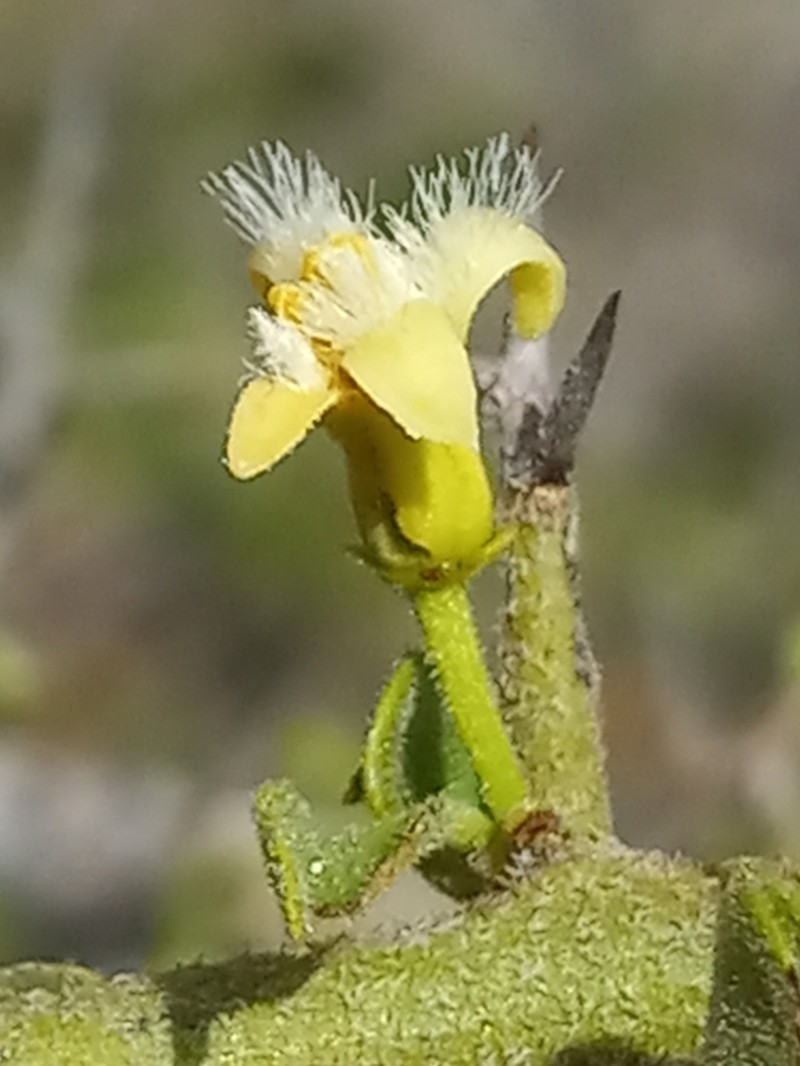 Ximenia horrida photo 5