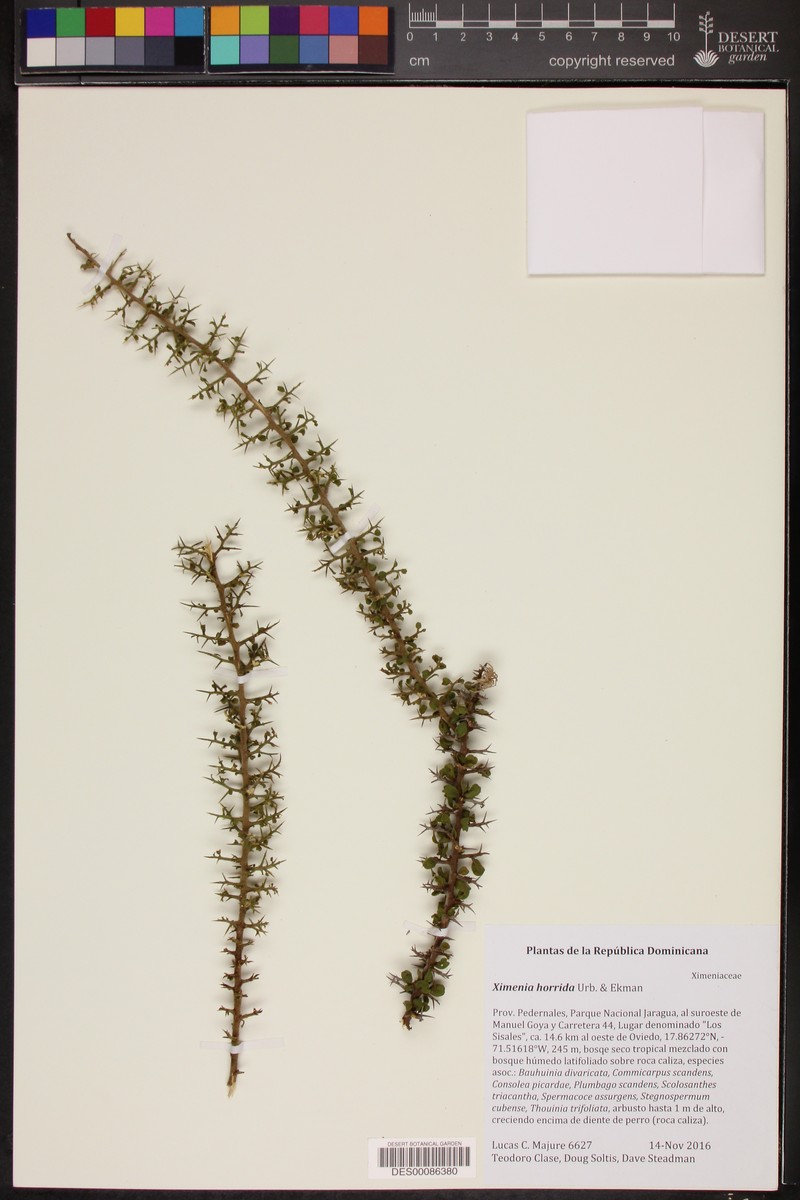 Ximenia horrida photo 7