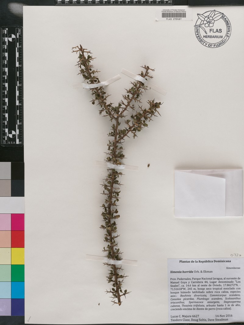 Ximenia horrida photo 8