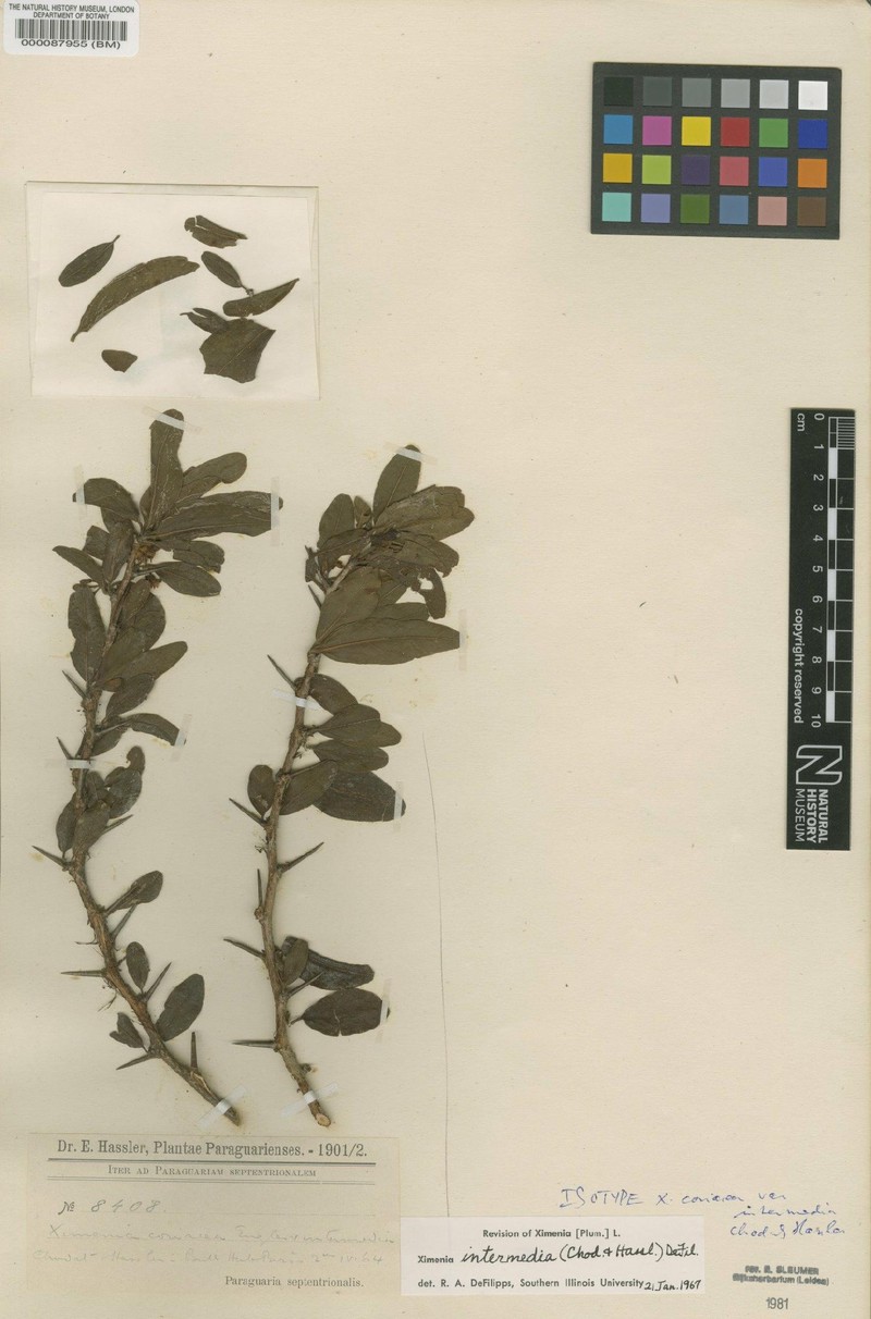 Ximenia intermedia