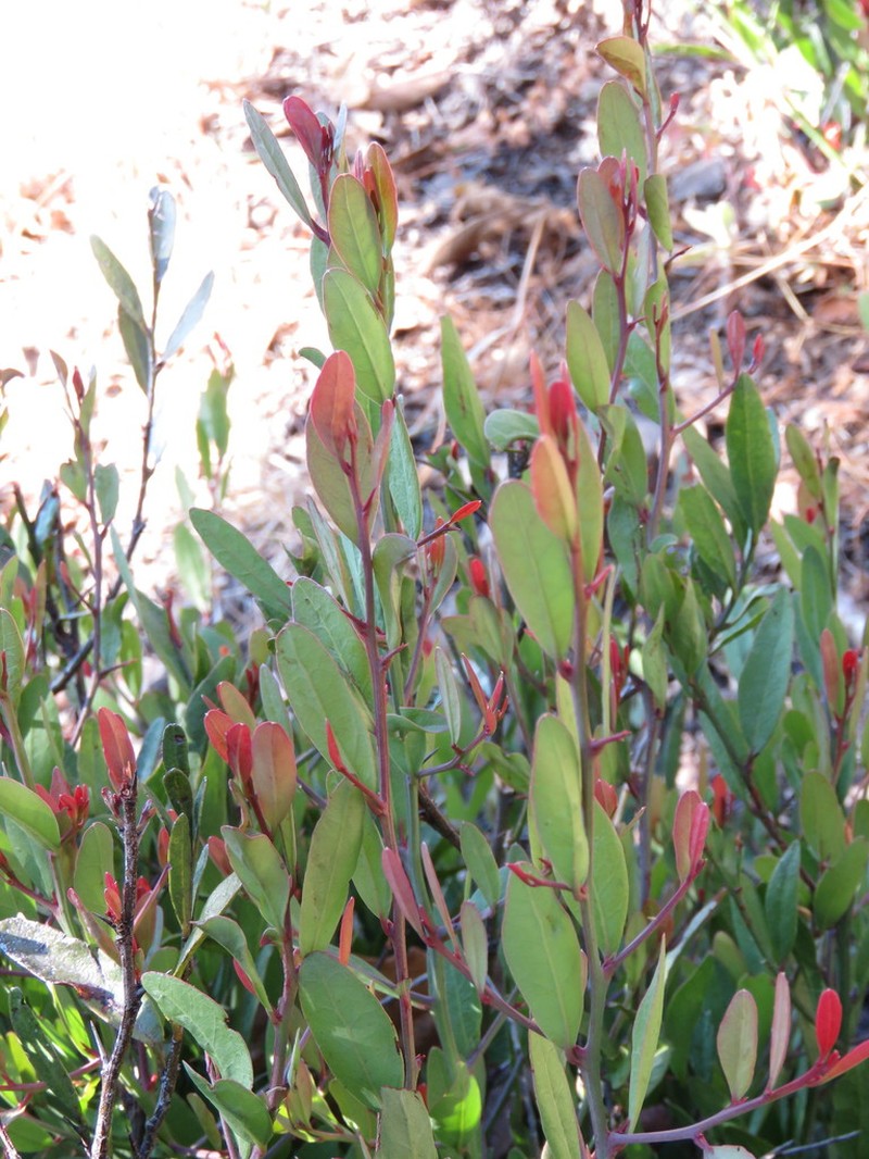 Ximenia parviflora