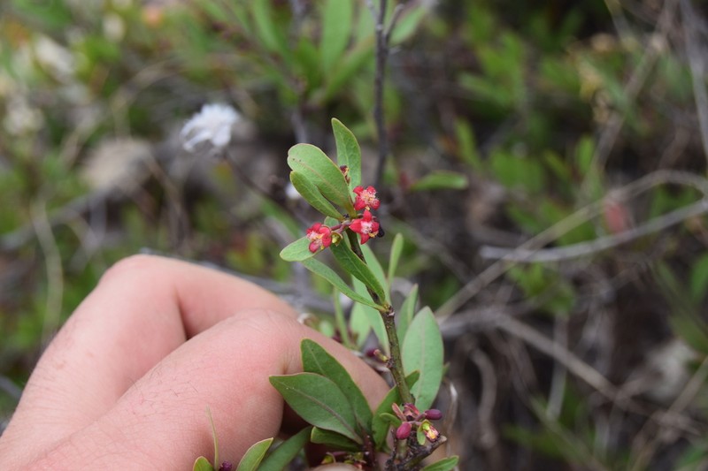 Ximenia parviflora photo 2