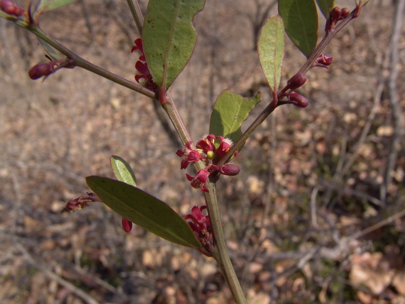Ximenia parviflora photo 3