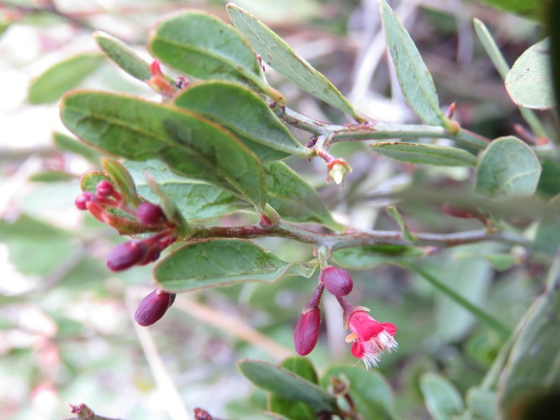 Ximenia parviflora photo 5