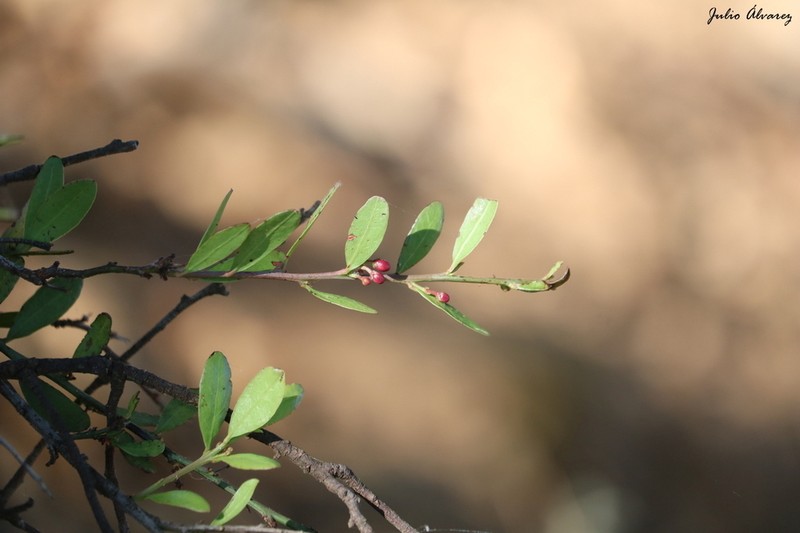 Ximenia parviflora photo 6