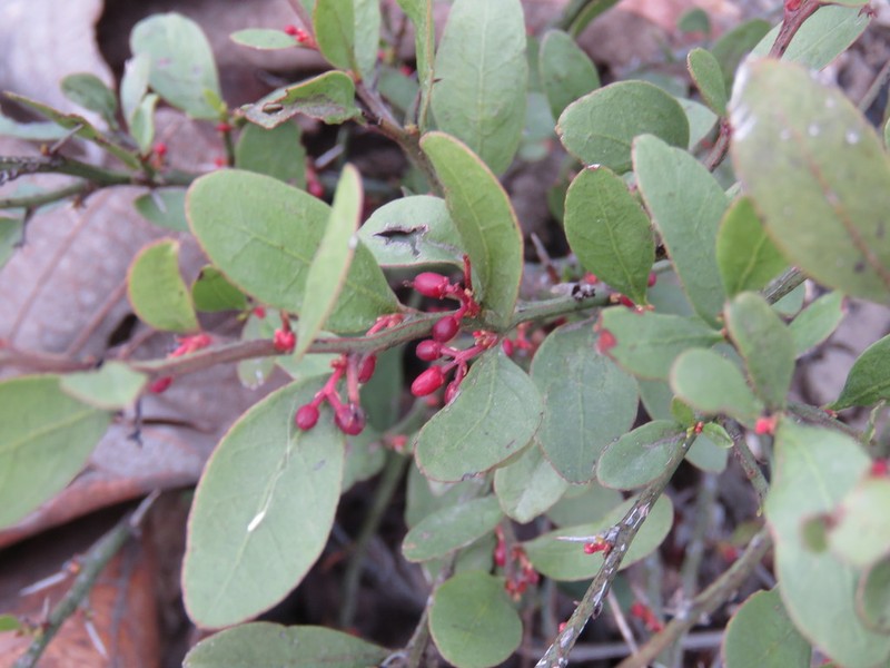 Ximenia parviflora photo 7