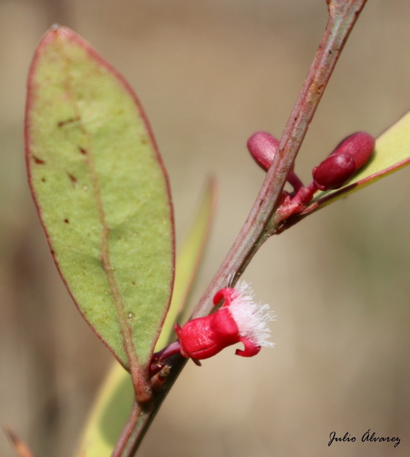 Ximenia parviflora photo 8