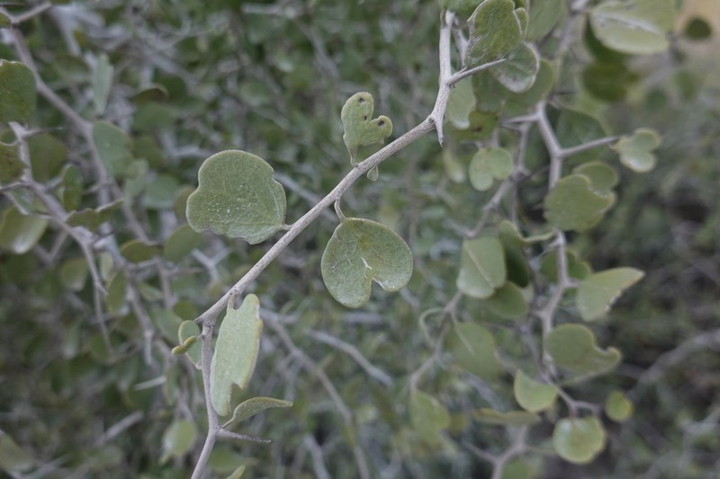 Ximenia perrieri photo 6