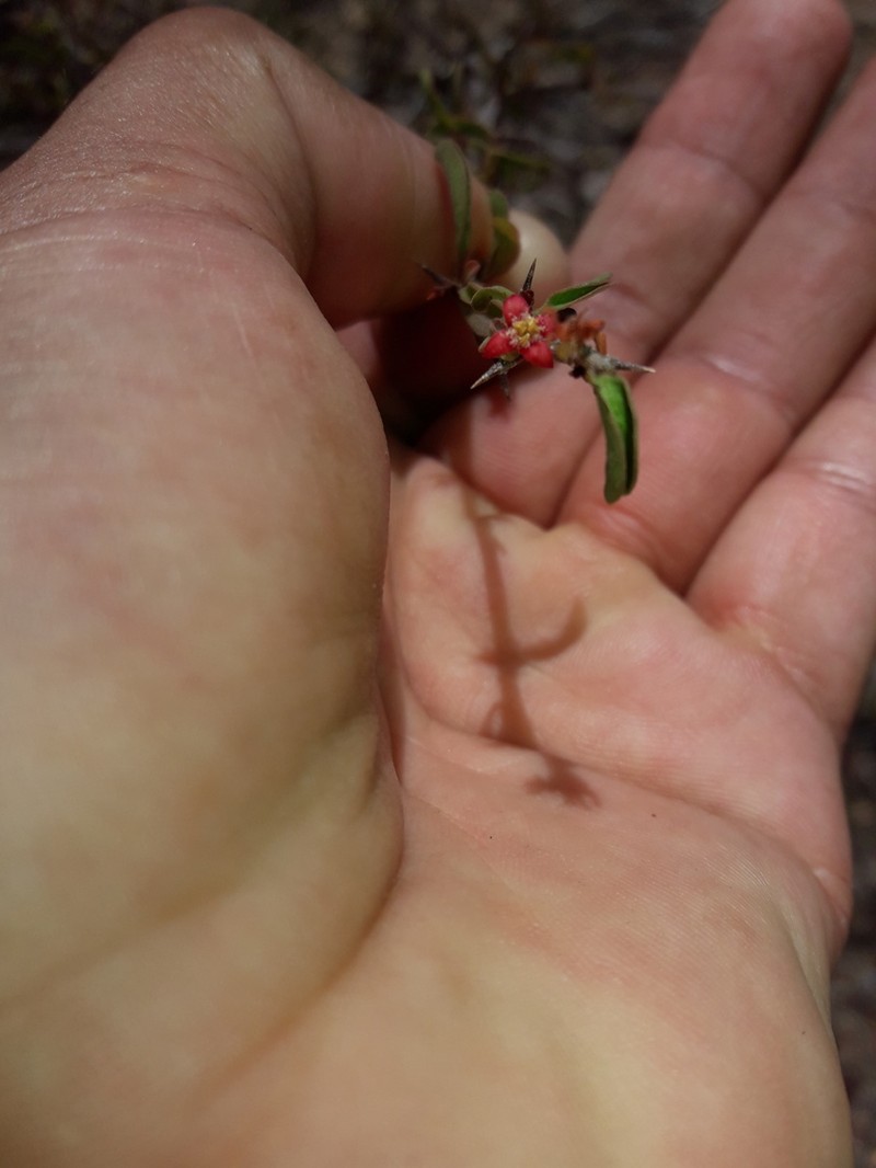 Ximenia pubescens photo 2