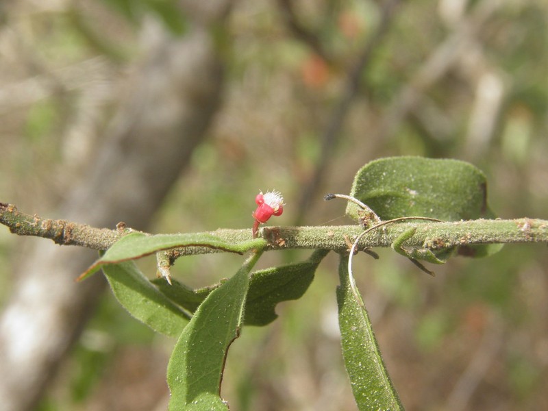 Ximenia pubescens photo 4