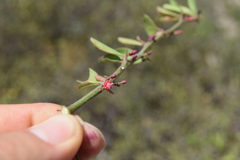 Ximenia pubescens photo 5