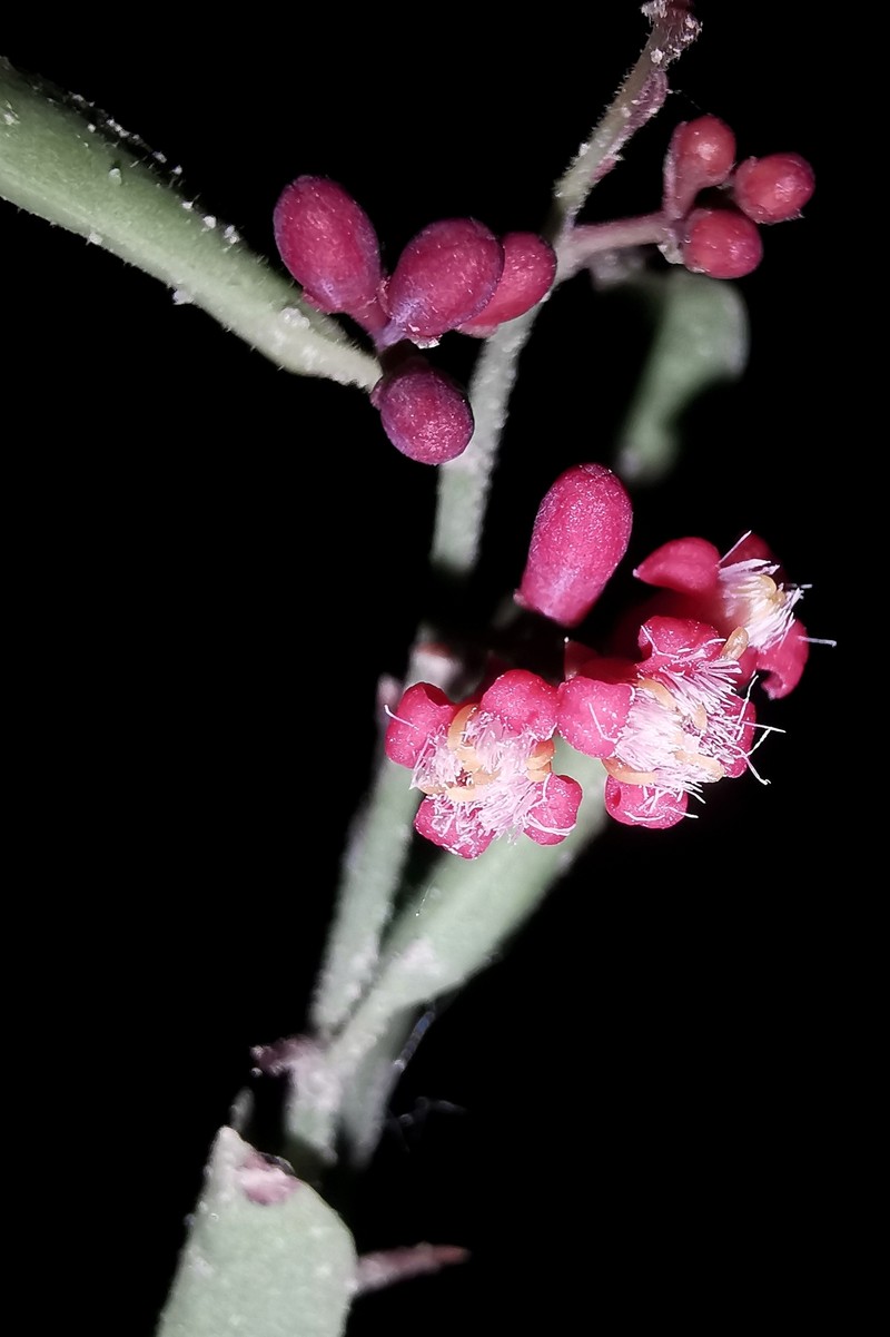 Ximenia pubescens photo 7