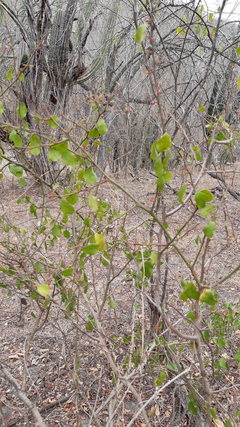 Ximenia pubescens photo 8