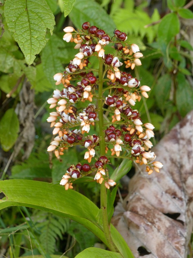 Xiphidium pontederiiflorum