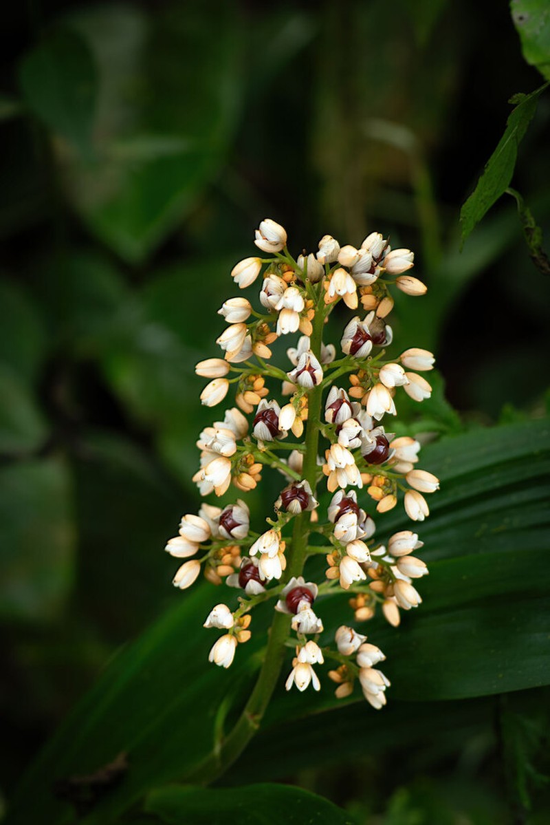 Xiphidium pontederiiflorum photo 2