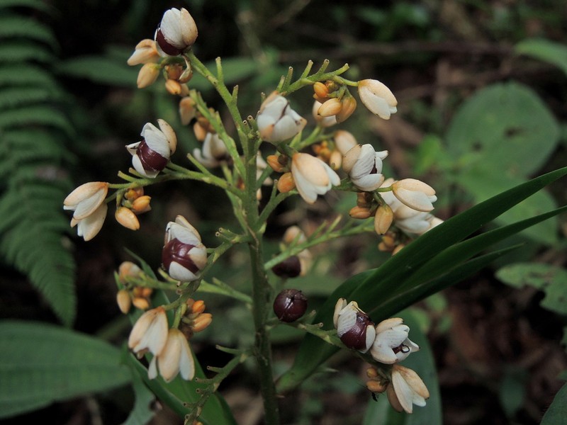 Xiphidium pontederiiflorum photo 3