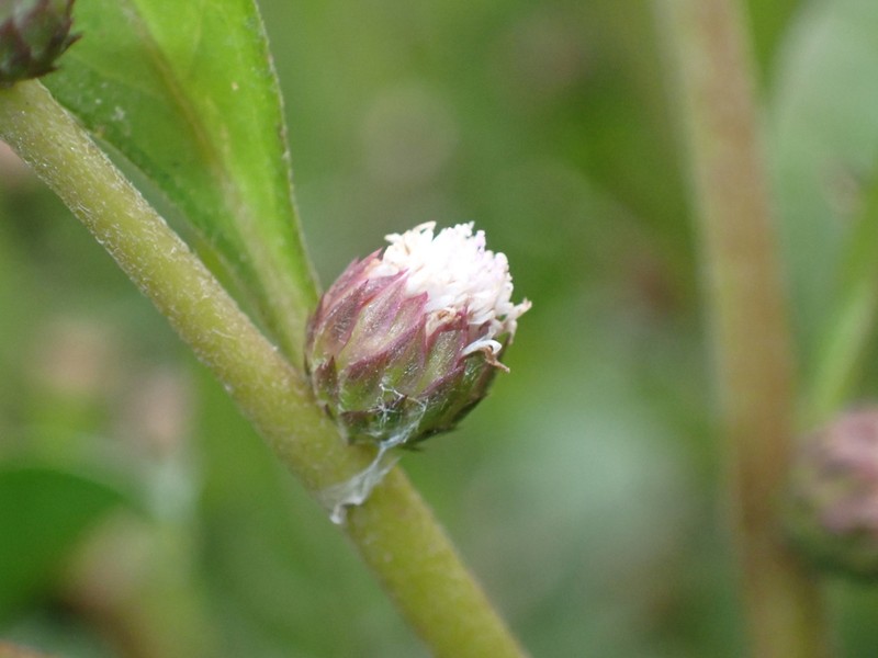 Xiphochaeta aquatica