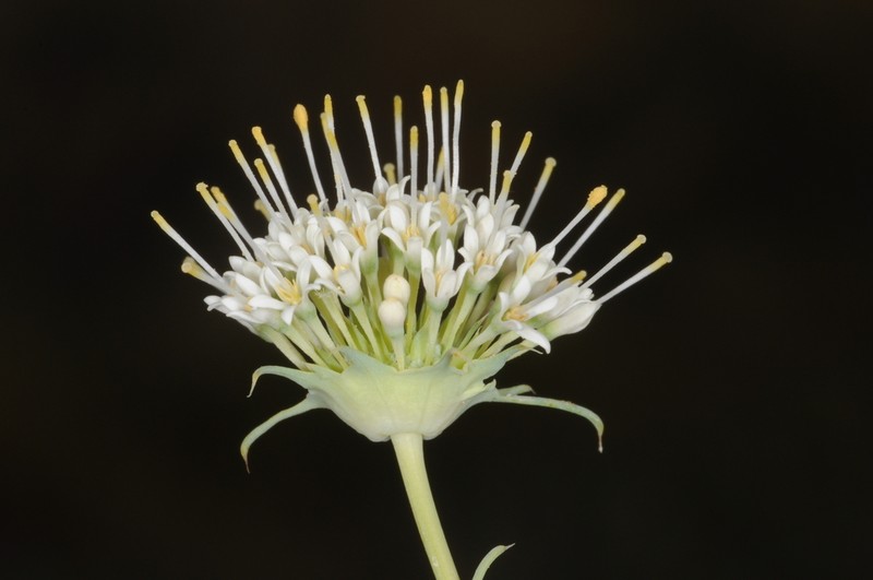 Xiphodesma anthemoides photo 3