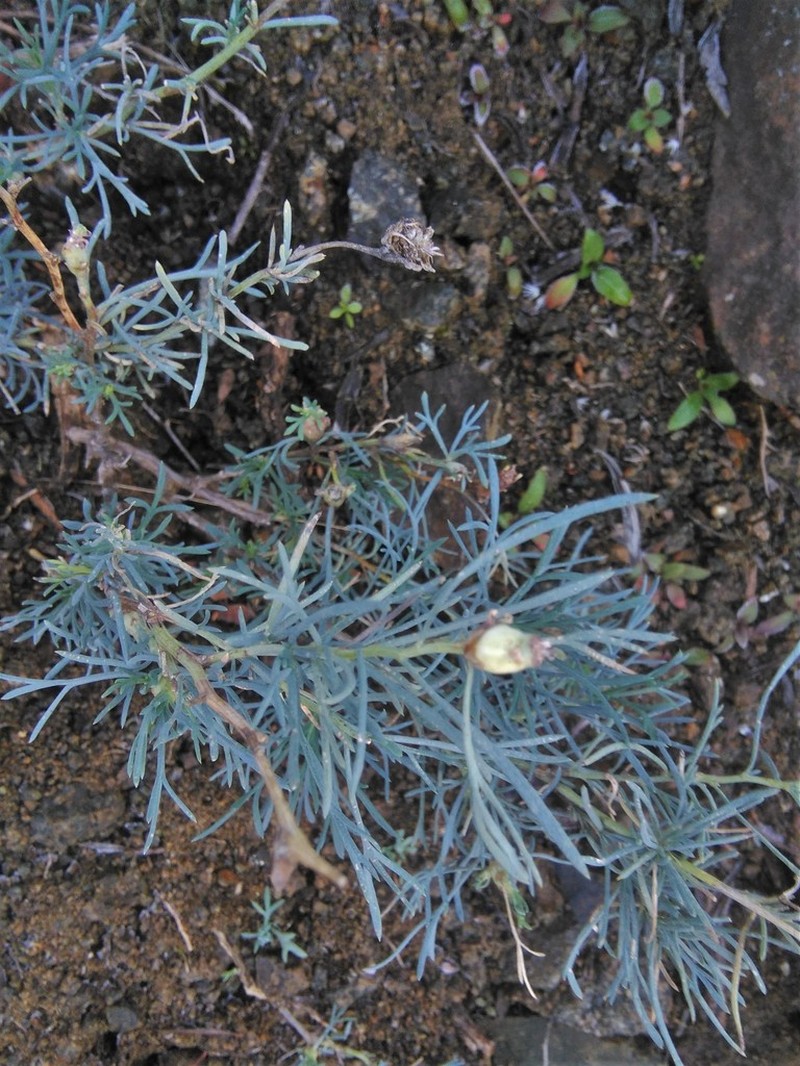 Xiphodesma anthemoides photo 4