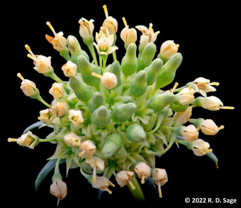 Xiphodesma anthemoides photo 8
