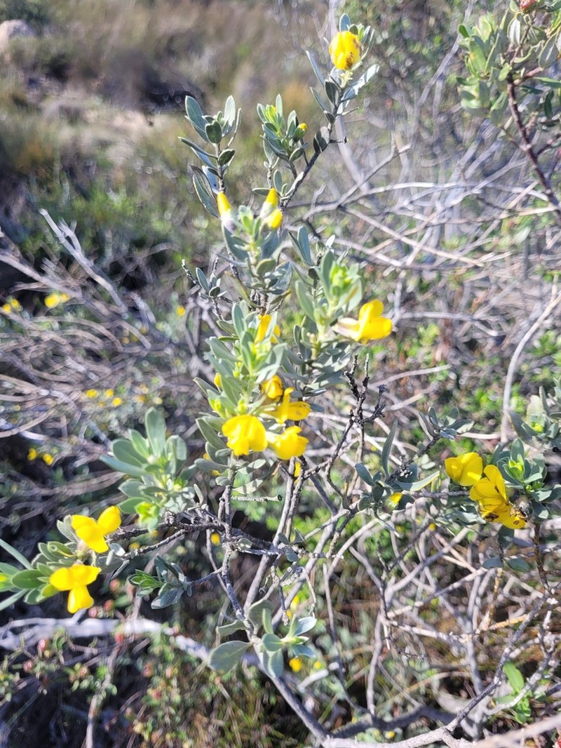 Xiphotheca canescens