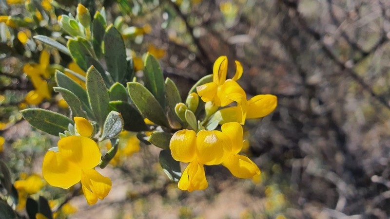 Xiphotheca canescens photo 2