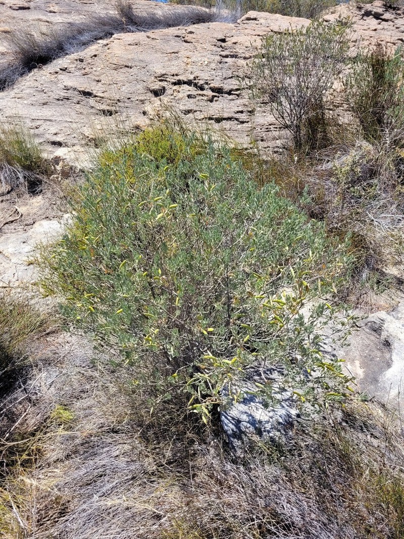 Xiphotheca canescens photo 3