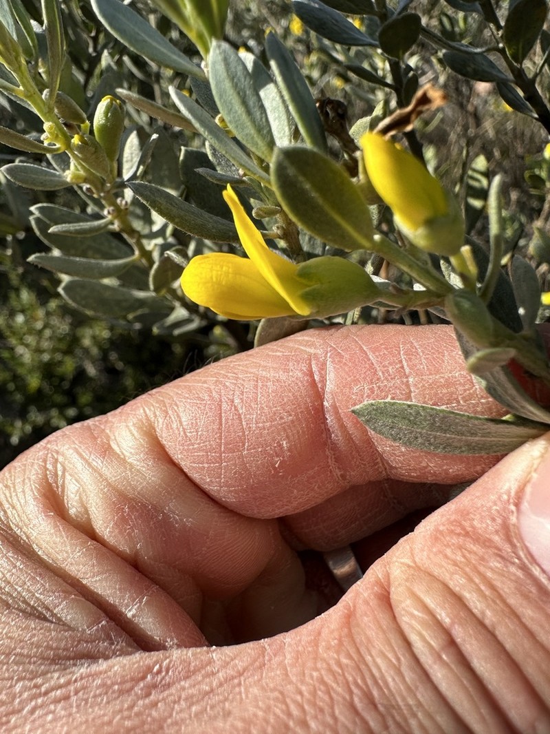 Xiphotheca canescens photo 4