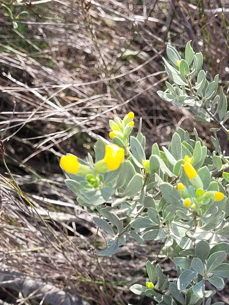 Xiphotheca canescens photo 5