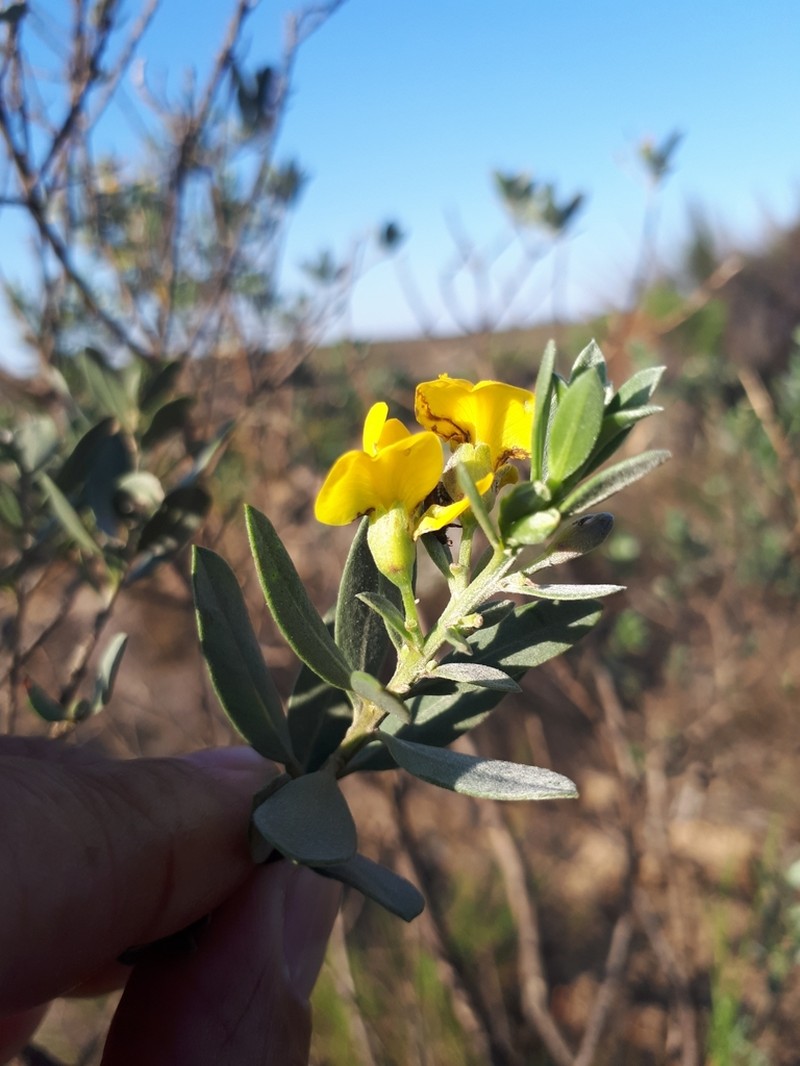 Xiphotheca canescens photo 6