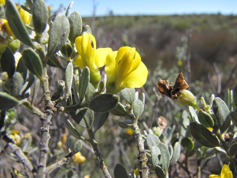 Xiphotheca canescens photo 7