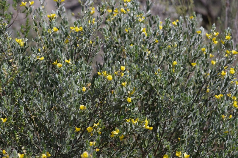 Xiphotheca canescens photo 8
