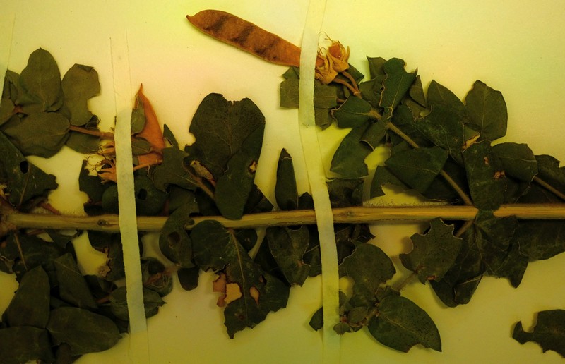 Xiphotheca cordifolia photo 2